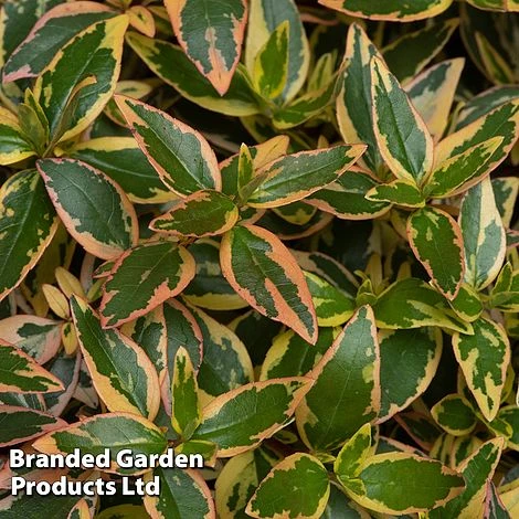 Abelia X Grandiflora 'Tricolour Charm'