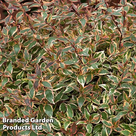 Abelia X Grandiflora 'Tricolour Charm' - Image 2