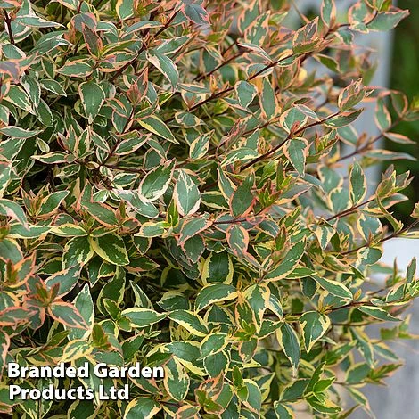 Abelia X Grandiflora 'Tricolour Charm' - Image 3