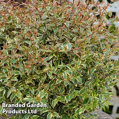 Abelia X Grandiflora 'Tricolour Charm' - Image 4