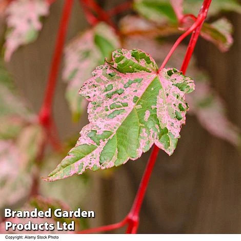 Acer Conspicuum 'Red Flamingo' - Image 2