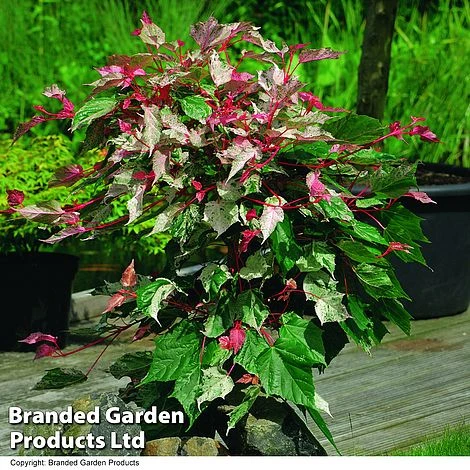 Acer Conspicuum 'Red Flamingo'