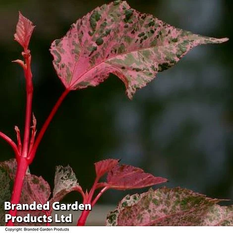 Acer Conspicuum 'Red Flamingo' - Image 3