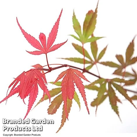 Acer Palmatum 'Shaina' - Image 3