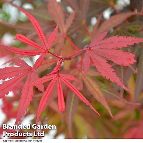 Acer Palmatum 'Shaina' - Image 4