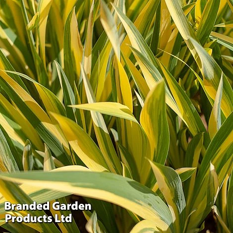 Colourful Ornamental Grass Collection - Image 2