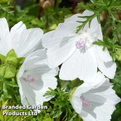 Malva Moschata 'Alba'