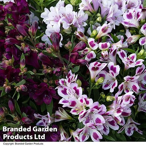 Alstroemeria Inticancha 'Purple Passion Collection' - Image 7