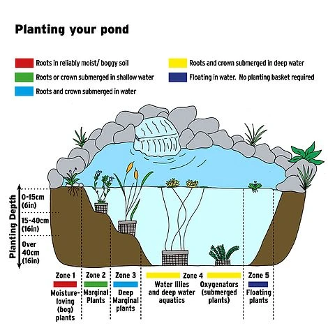 Trollius Chinensis 'Golden Queen' - Image 2
