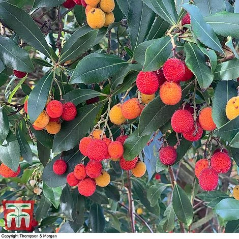 Arbutus Unedo F. Rubra - Image 2