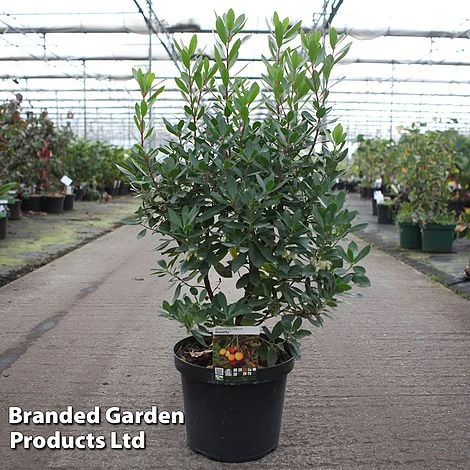 Arbutus Unedo 'Roselily'