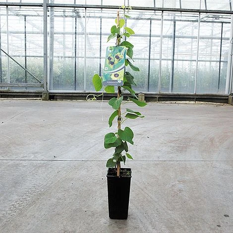 Aristolochia Durior - Image 2