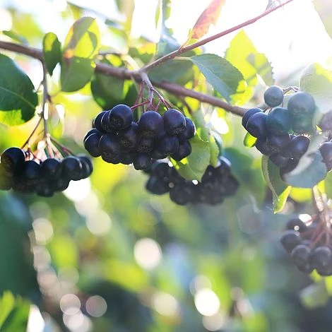 Aronia Melanocarpa 'Professor Ed' - Image 2