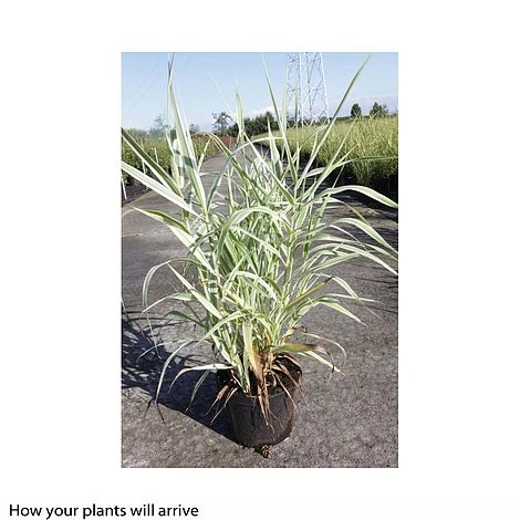 Arundo Donax 'Variegata' - Image 2