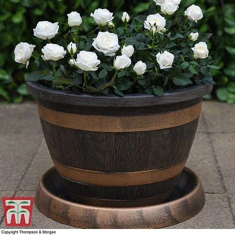 Wooden Barrel Effect Pot & Saucer - Image 3