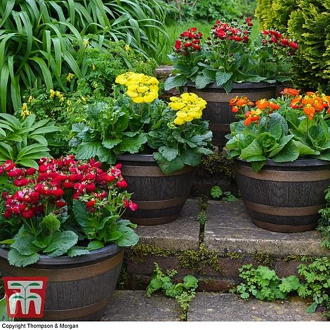 Wooden Barrel Effect Pot & Saucer - Image 4