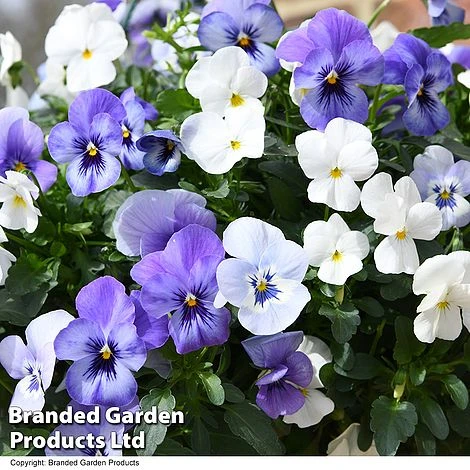 Viola 'Ocean Blues Collection' - Image 2