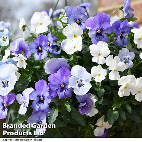 Viola 'Ocean Blues Collection' - Image 3