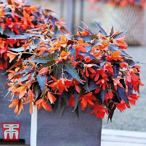 Begonia 'Bossa Nova Night Fever Papaya' - Image 2