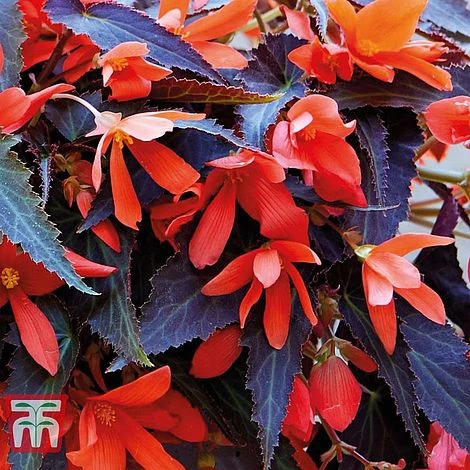 Begonia 'Bossa Nova Night Fever Papaya' - Image 3
