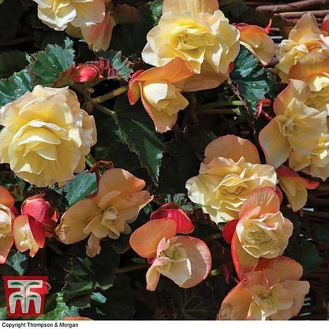 Begonia 'Fragrant Falls Improved™ - Lemon Delight' - Image 2