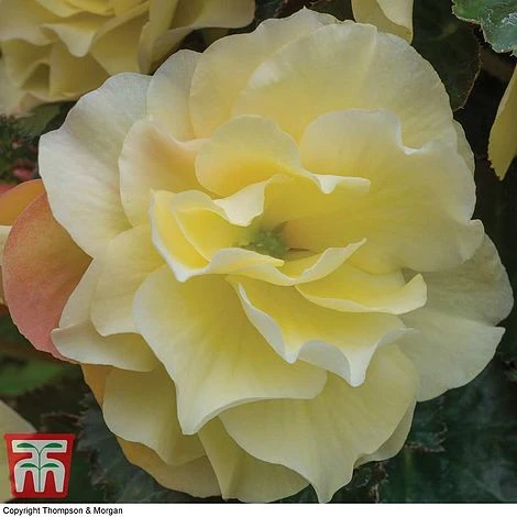 Begonia 'Fragrant Falls Improved™ - Lemon Delight' - Image 3