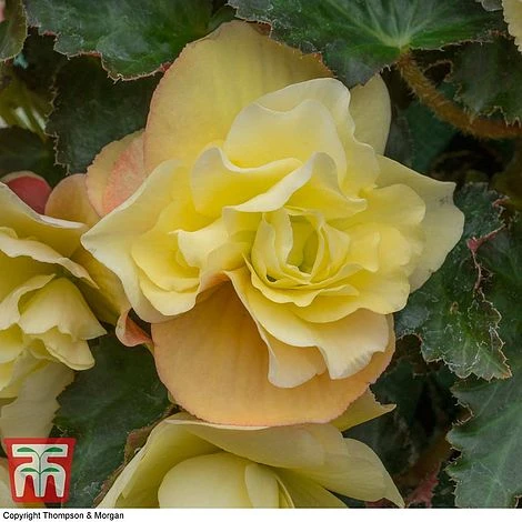 Begonia 'Fragrant Falls Improved™ - Lemon Delight' - Image 4