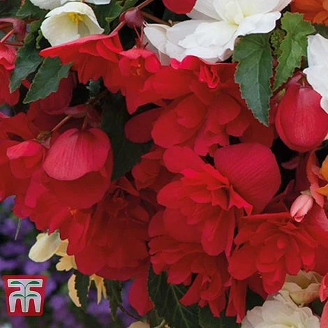 Begonia X Tuberhybrida 'Illumination Mixed' - Image 2