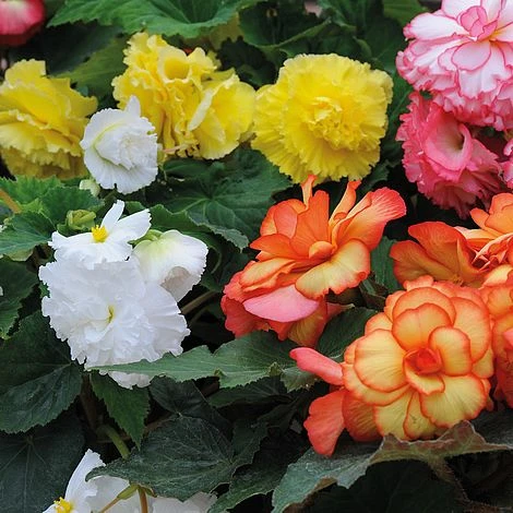 Begonia 'Majestic Mixed' - Image 3