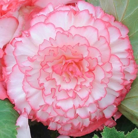 Begonia 'Majestic Mixed' - Image 5