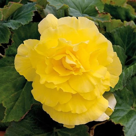 Begonia 'Majestic Mixed' - Image 8