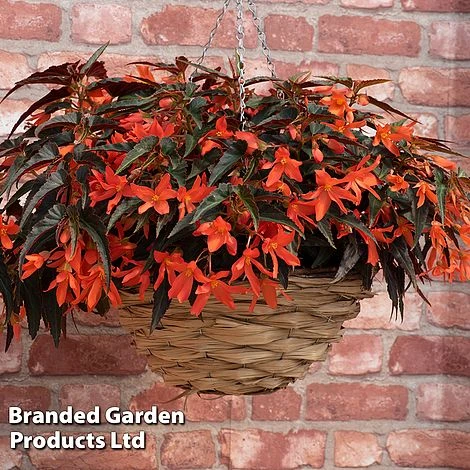 Begonia 'Bossa Nova Night Fever Papaya' - Image 10