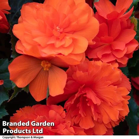Begonia 'Nonstop Joy Mix' - Image 5