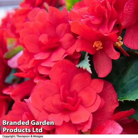 Begonia 'Nonstop Joy Mix' - Image 7