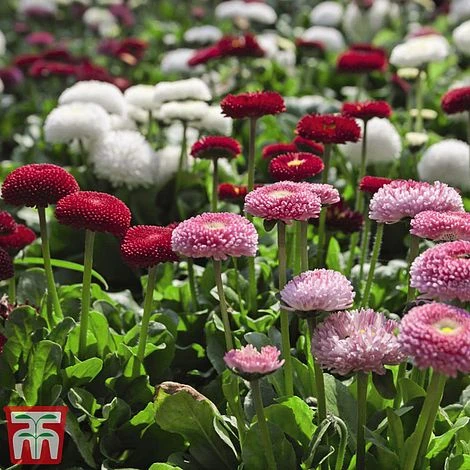 Bellis 'Bellisima Mixed'