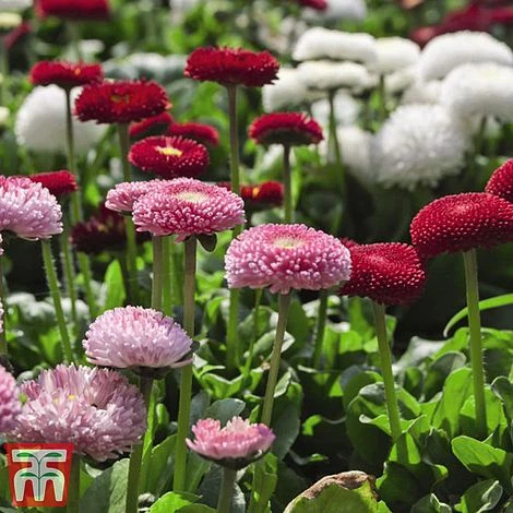 Bellis 'Bellisima Mixed' - Image 2