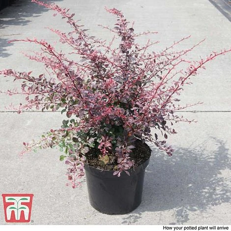Berberis Thunbergii F. Atropurpurea 'Rose Glow' - Image 3