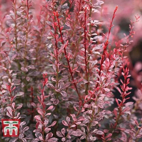 Berberis Thunbergii F. Atropurpurea 'Rosy Rocket'