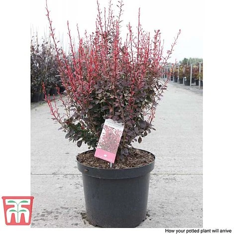 Berberis Thunbergii F. Atropurpurea 'Rosy Rocket' - Image 2
