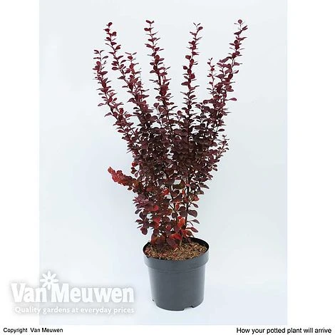 Berberis Thunbergii F. Atropurpurea 'Orange Rocket' - Image 3