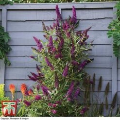 Buddleja 'Butterfly Towers'