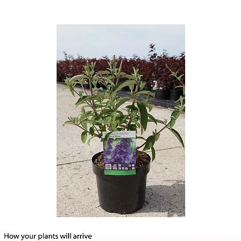 Buddleja Davidii 'Empire Blue' - Image 2