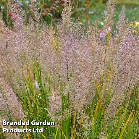 Calamagrostis Brachytricha - Image 2
