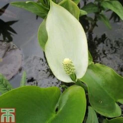 Calla Palustris (Marginal Aquatic)