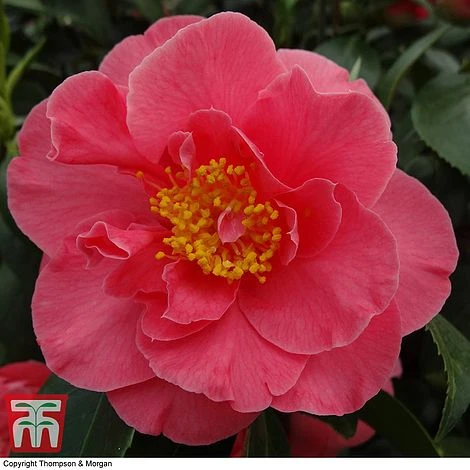 Nurseryman's Choice Camellia - Image 2