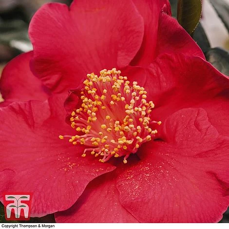Nurseryman's Choice Camellia - Image 4