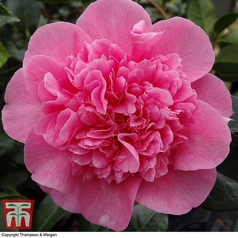 Nurseryman's Choice Camellia - Image 5