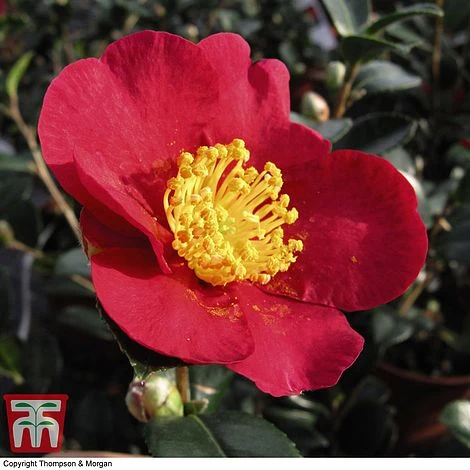 Nurseryman's Choice Camellia - Image 6