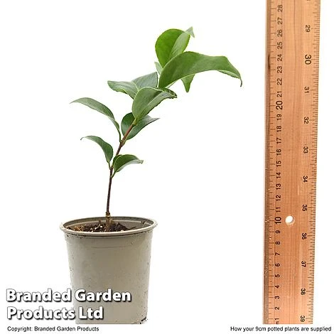 Camellia Japonica 'Doctor King' - Image 6