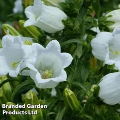 Campanula Medium White